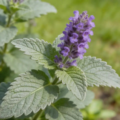 Purple Catnip Seeds - Verdseeds