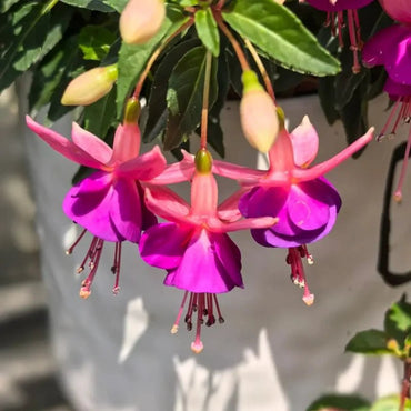 Purple-Center Fuchsia Seeds - Verdseeds