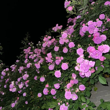 Purple Climbing Rose Seeds - Verdseeds