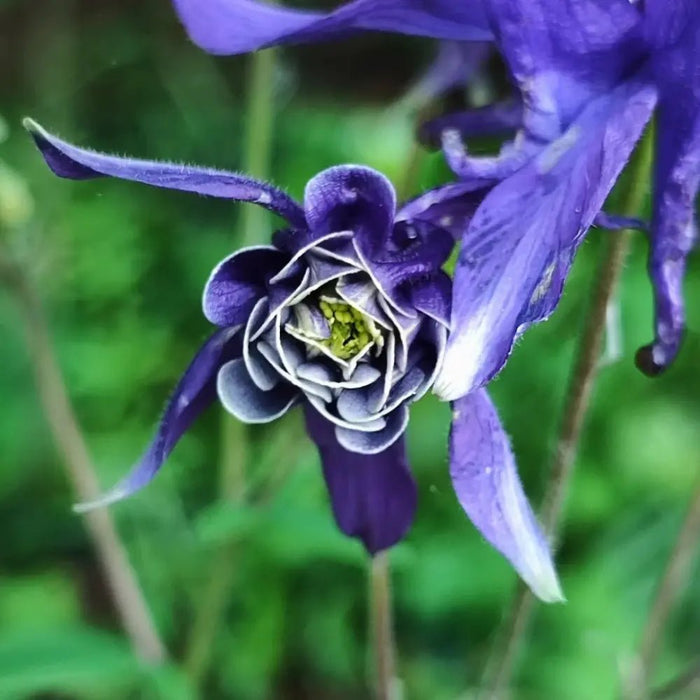 Purple Columbine - Verdseeds