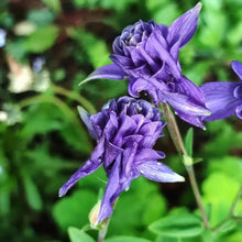 Purple Columbine - Verdseeds