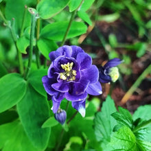 Purple Columbine - Verdseeds