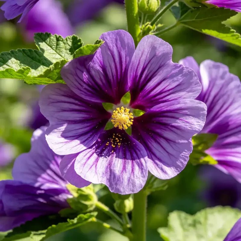 Purple Common Mallow Seeds - Verdseeds
