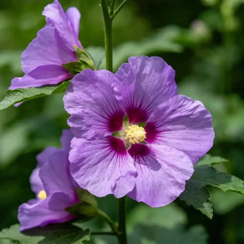 Purple Common Mallow Seeds - Verdseeds