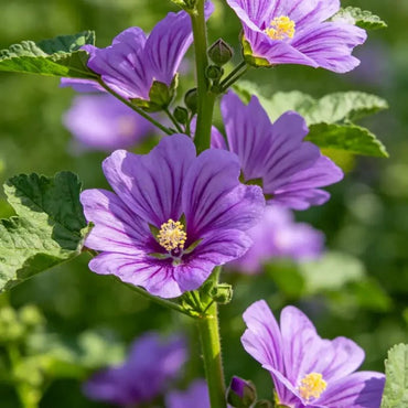 Purple Common Mallow Seeds - Verdseeds