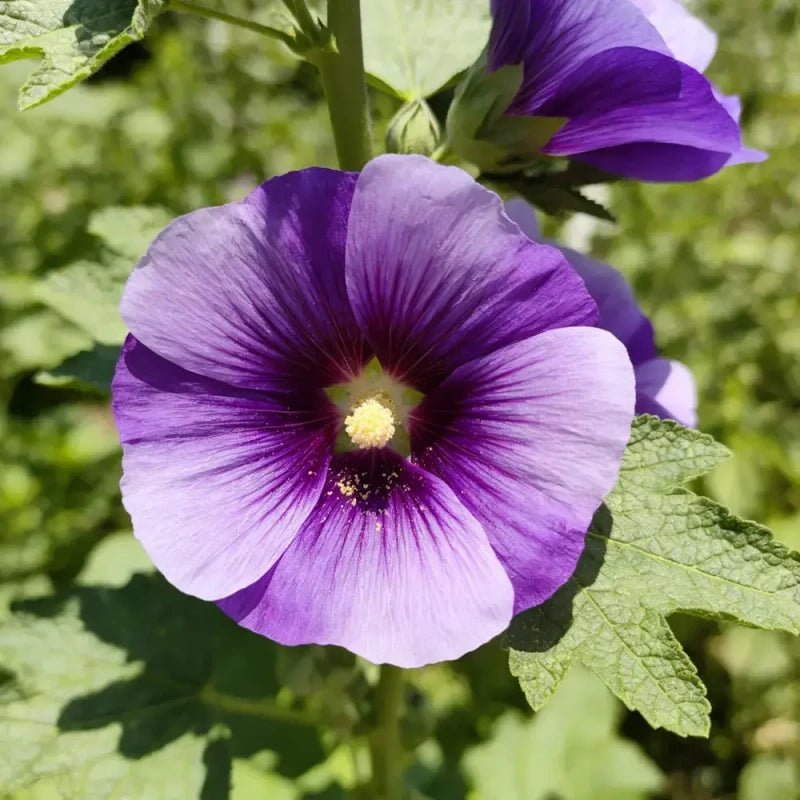 Purple Common Mallow Seeds - Verdseeds