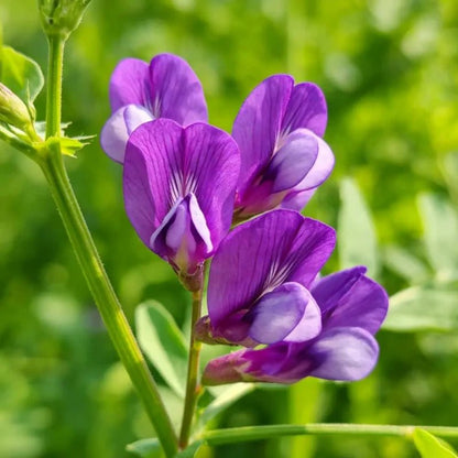 Purple Common Vetch Seeds - Verdseeds