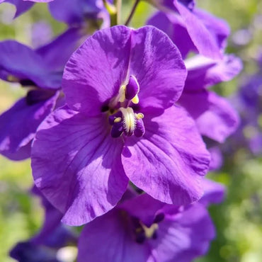 Purple Common Vetch Seeds - Verdseeds