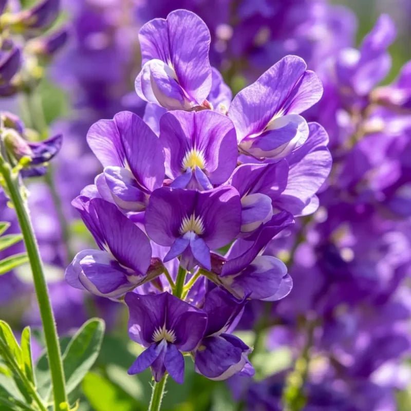 Purple Common Vetch Seeds - Verdseeds