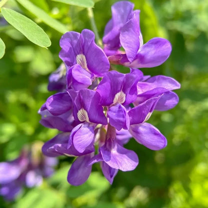 Purple Common Vetch Seeds - Verdseeds