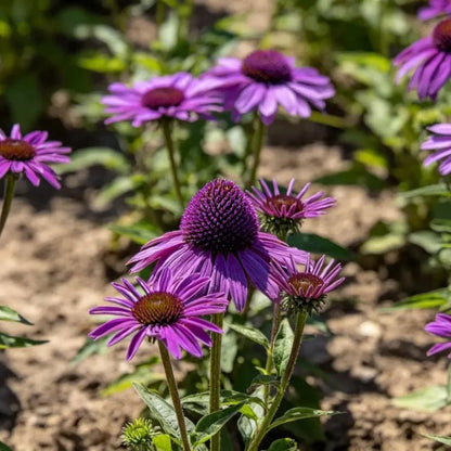 Purple Coneflower Seeds - Verdseeds