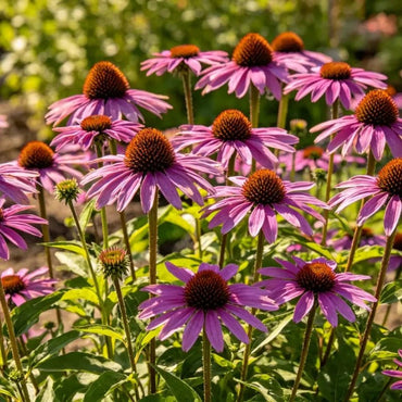 Purple Coneflower Seeds - Verdseeds