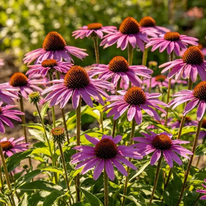 Purple Coneflower Seeds - Verdseeds