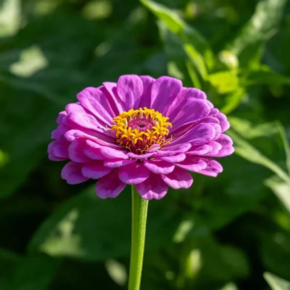 Purple Cornflower Seeds - Verdseeds