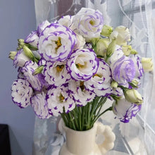 Purple-Edged Lisianthus Seeds - Verdseeds