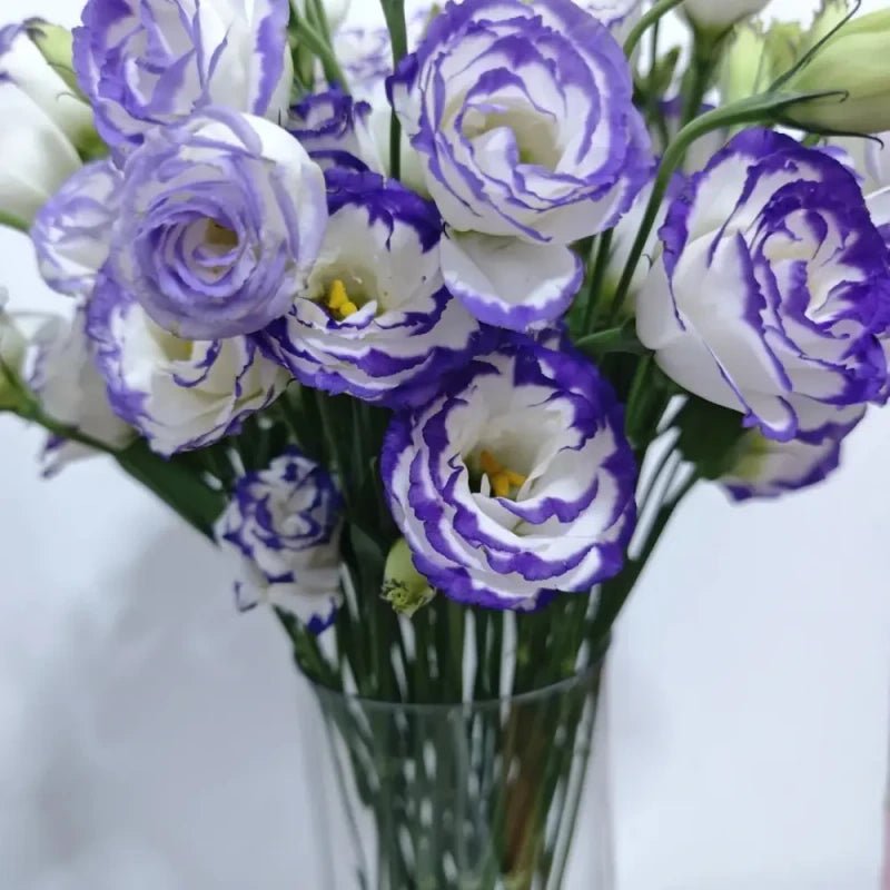 Purple-Edged Lisianthus Seeds - Verdseeds