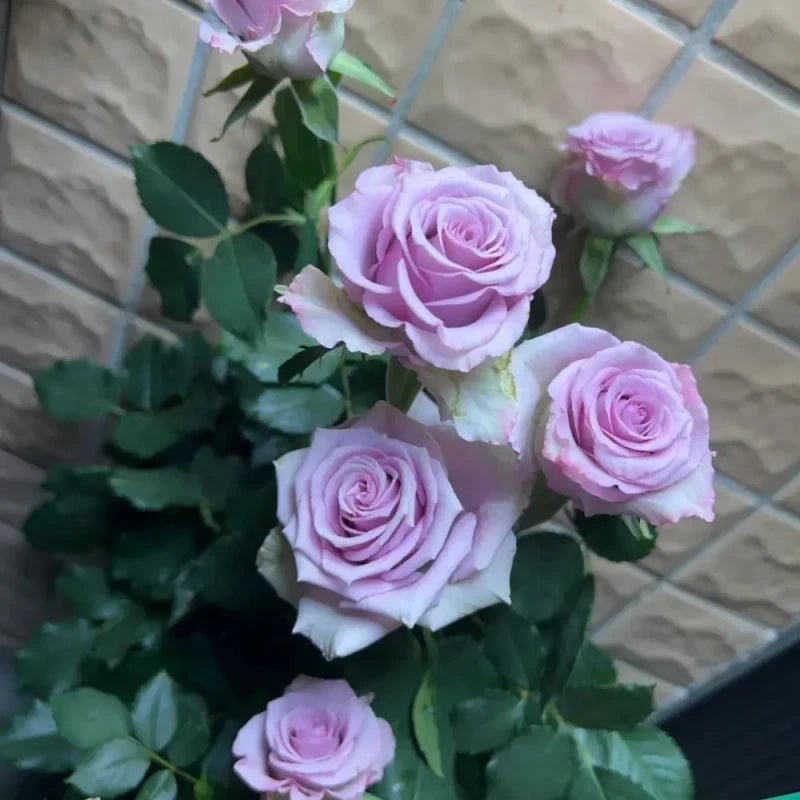 Purple Fairy Garden Rose Seeds - Verdseeds