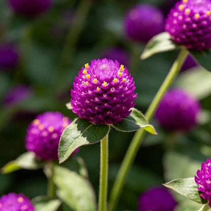 Purple Globe Amaranth Seeds - Verdseeds