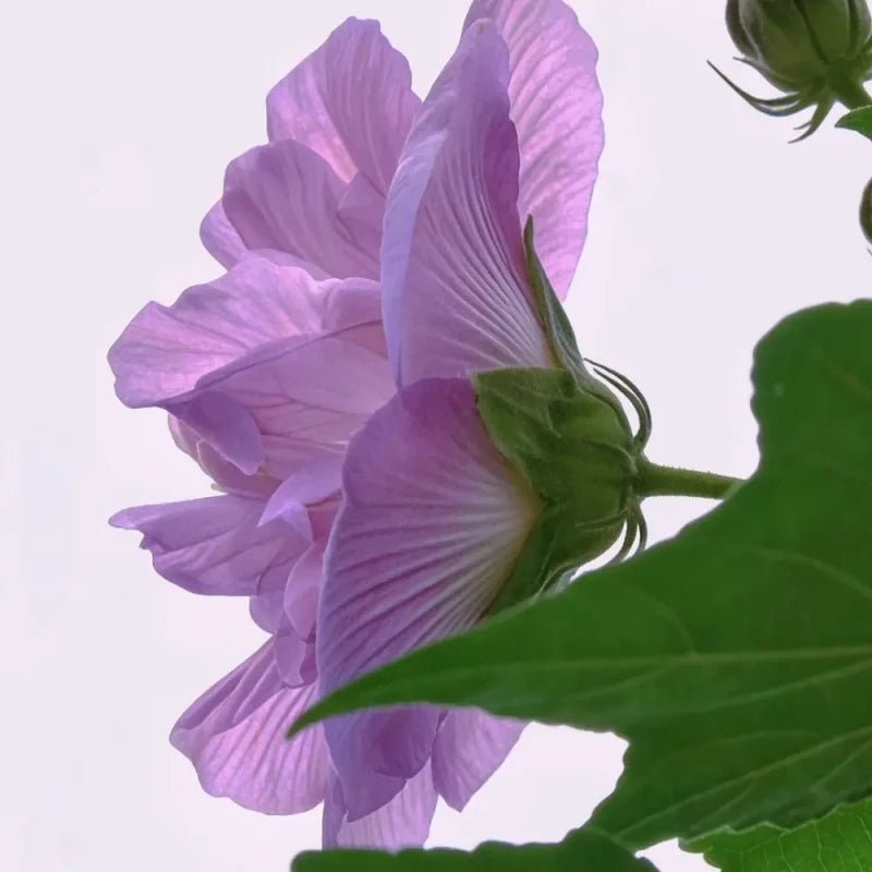 Purple Hibiscus Seeds - Verdseeds
