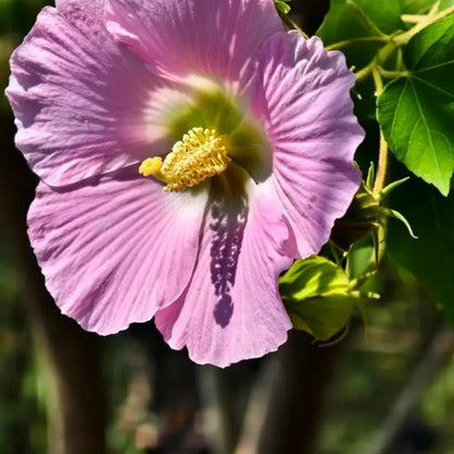 Purple Hibiscus Seeds - Verdseeds