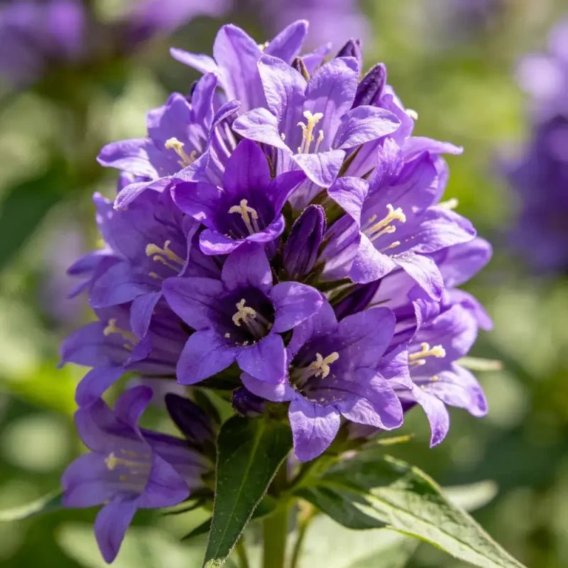 Purple Hound's Tongue Seeds - Verdseeds