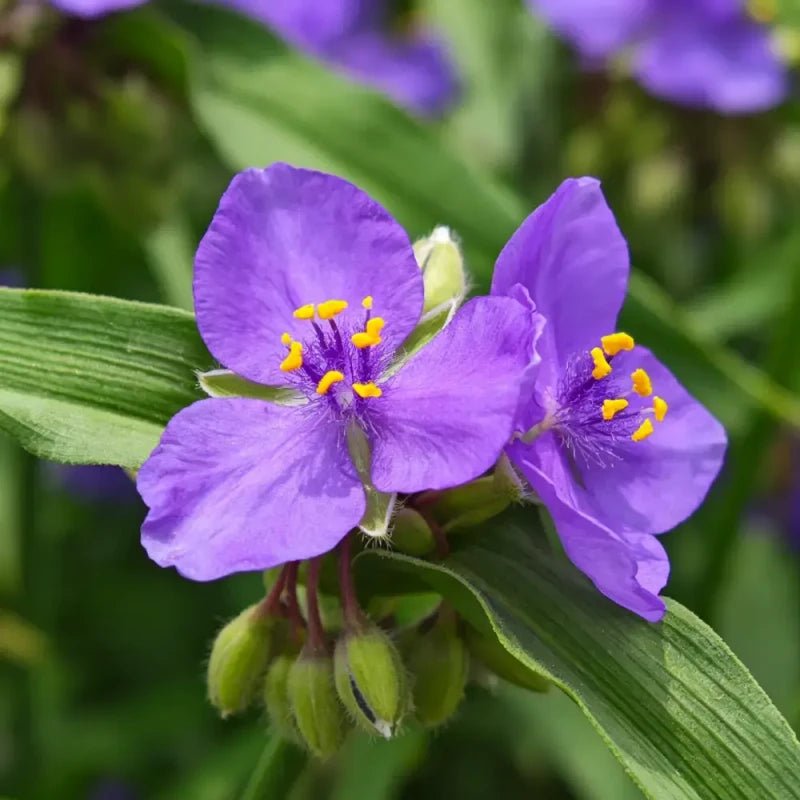 Purple Hound's Tongue Seeds - Verdseeds