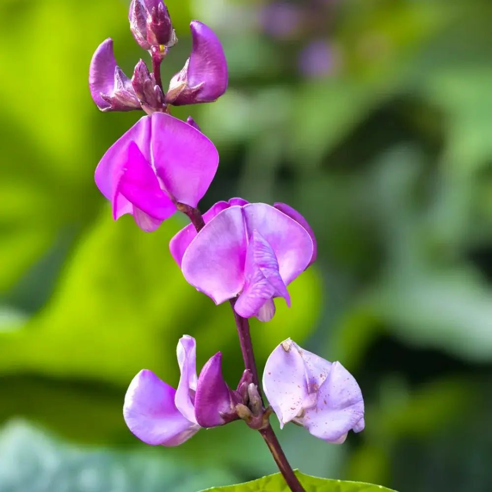 Purple Hyacinth Bean Seeds - Verdseeds