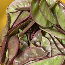 Purple Hyacinth Bean Seeds - Verdseeds