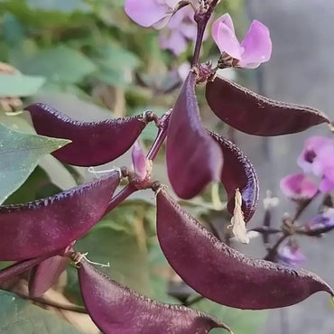Purple Hyacinth Bean Seeds - Verdseeds