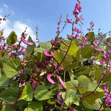 Purple Hyacinth Bean Seeds - Verdseeds