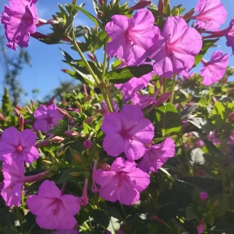 Purple Jasmine Seeds - Verdseeds