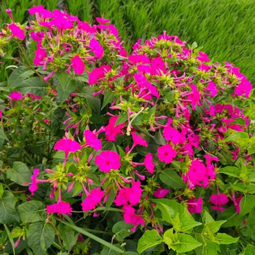 Purple Jasmine Seeds - Verdseeds