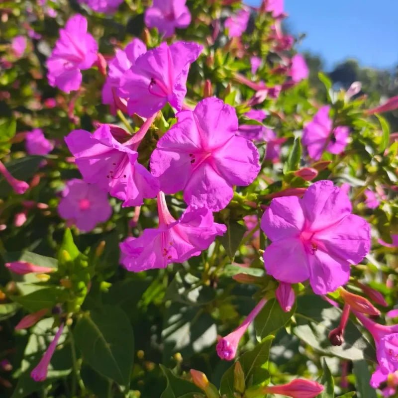 Purple Jasmine Seeds - Verdseeds