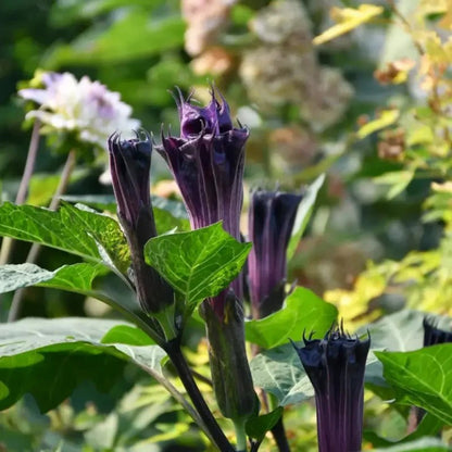 Purple Jimsonweed Seeds - Verdseeds