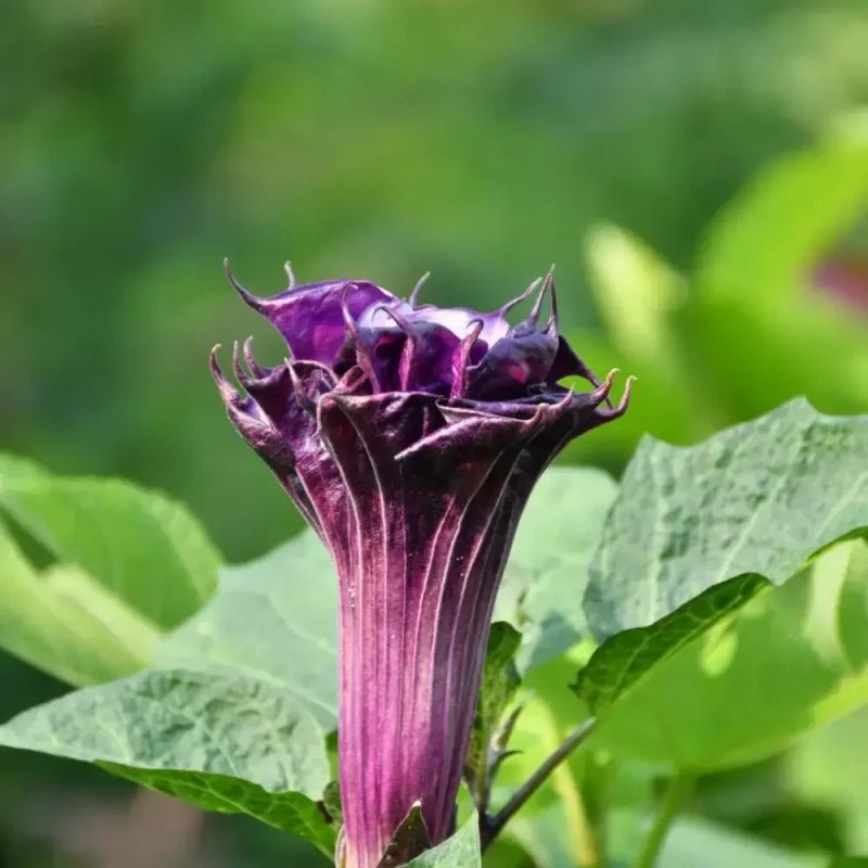 Purple Jimsonweed Seeds - Verdseeds