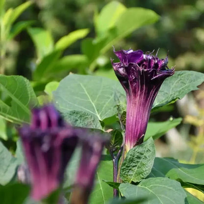 Purple Jimsonweed Seeds - Verdseeds