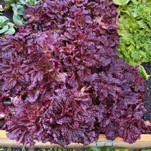 Purple Leaf Lettuce Seeds - Verdseeds