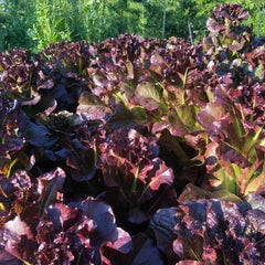 Purple Leaf Lettuce Seeds - Verdseeds