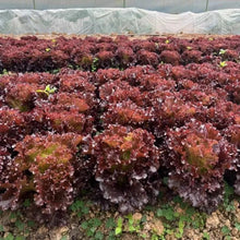 Purple Leaf Lettuce Seeds - Verdseeds