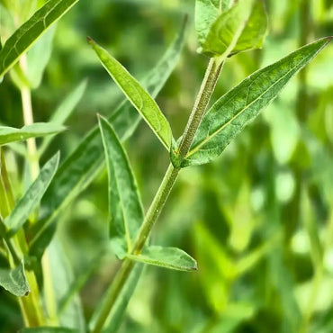 Purple Loosestrife Seeds - Verdseeds