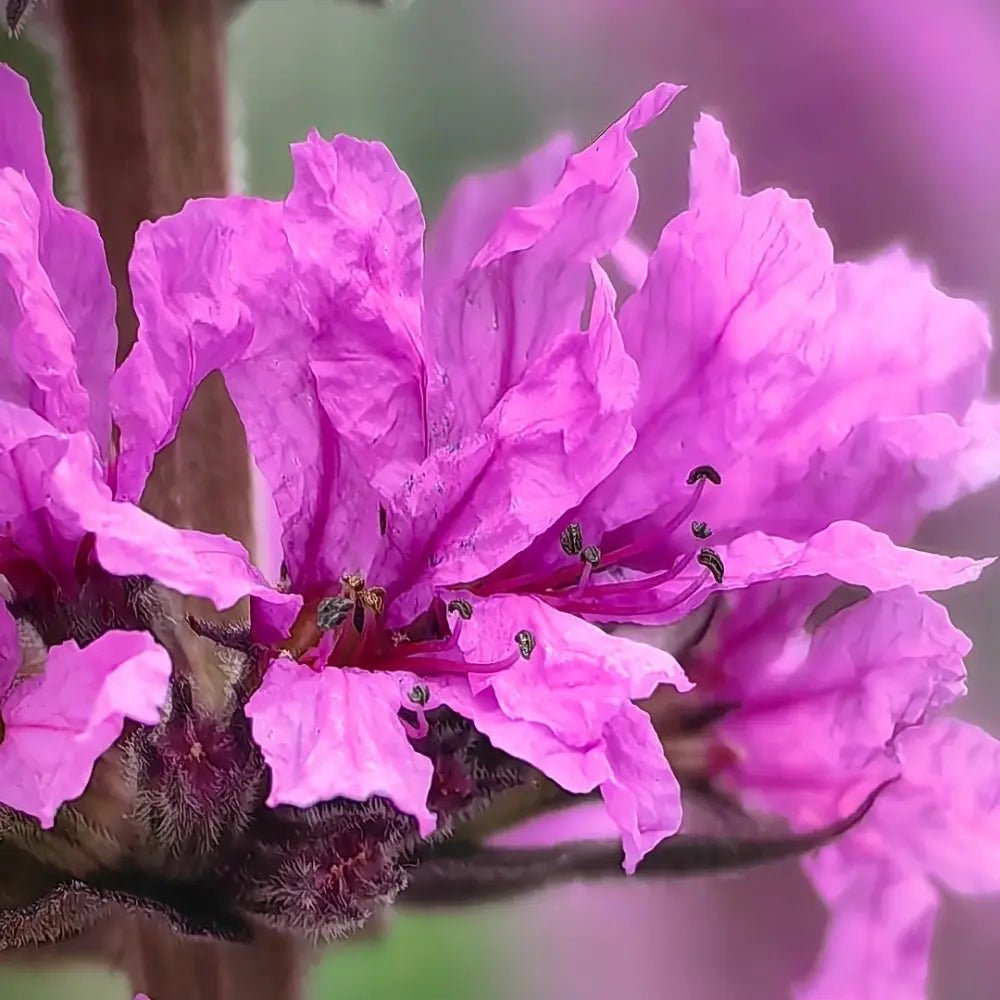 Purple Loosestrife Seeds - Verdseeds
