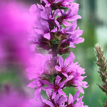 Purple Loosestrife Seeds - Verdseeds
