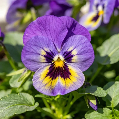 Purple Macula Pansy Seeds - Verdseeds