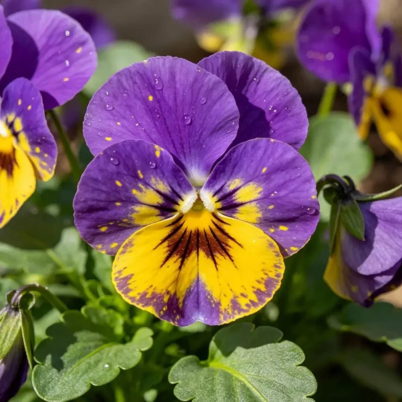 Purple Macula Pansy Seeds - Verdseeds