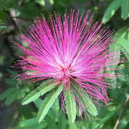 Purple Mimosa Tree Seeds - Verdseeds