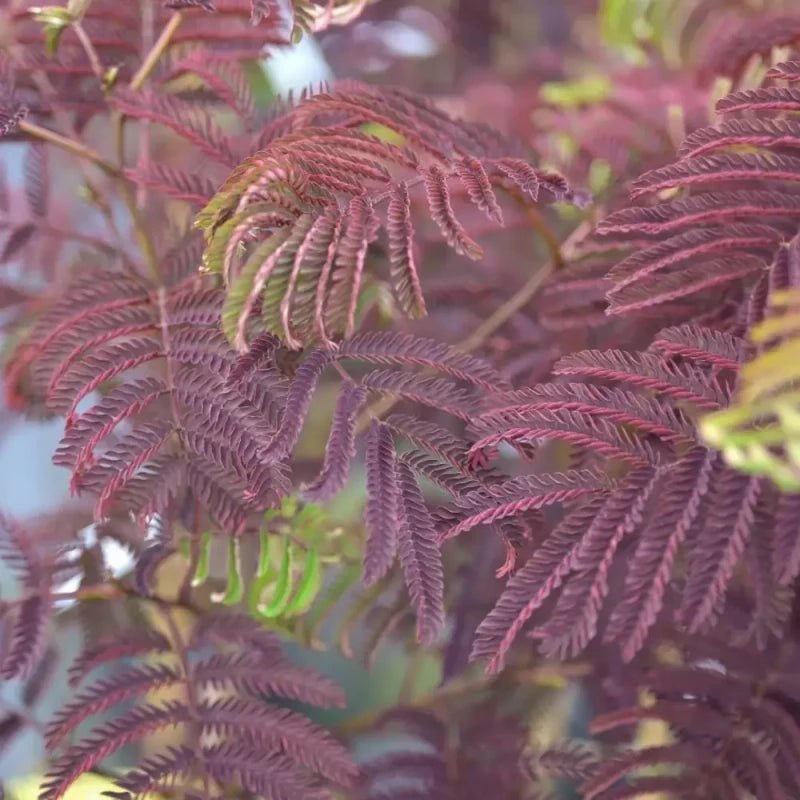 Purple Mimosa Tree Seeds - Verdseeds