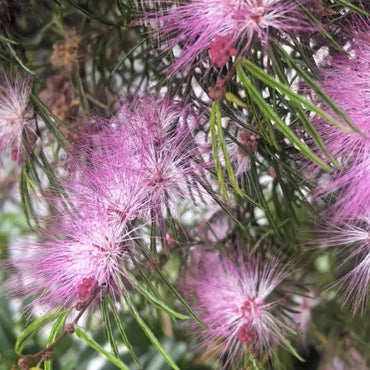 Purple Mimosa Tree Seeds - Verdseeds