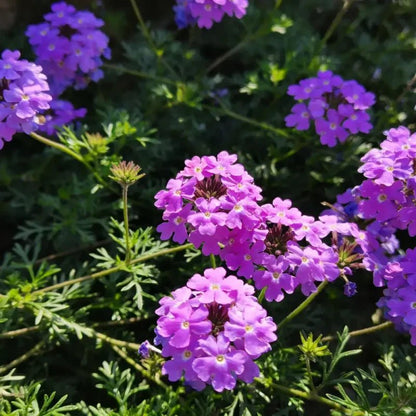Purple Moss Verbena Seeds - Verdseeds