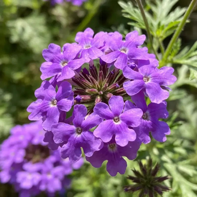 Purple Moss Verbena Seeds - Verdseeds
