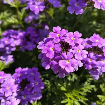 Purple Moss Verbena Seeds - Verdseeds